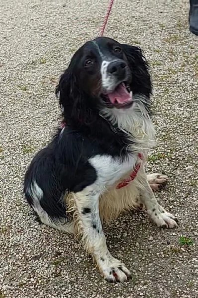 maverik springle spaniel | Foto 2