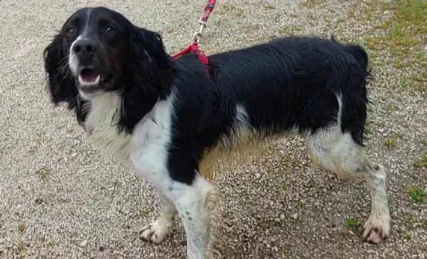 maverik springle spaniel | Foto 1