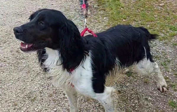 maverik springle spaniel | Foto 0