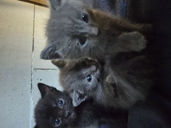 tre gattini in regalo | Foto 0