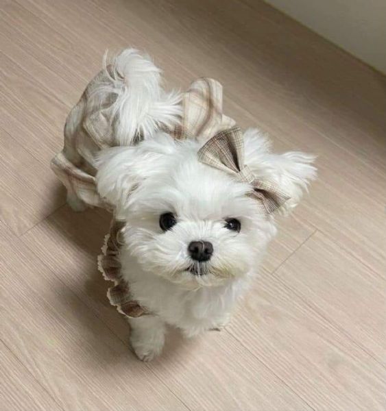 Regalo cucciolo Maltese da Volontario a regalo maltese mini toy
