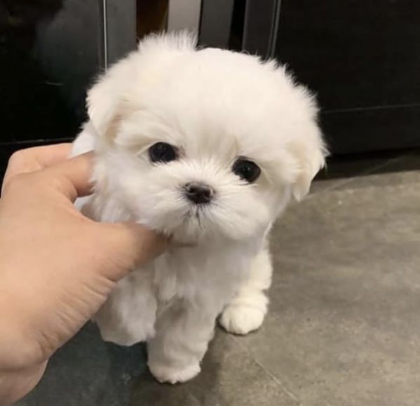 Regalo cucciolo Maltese da Privato a regalo maltese mini toy 24/04/2023