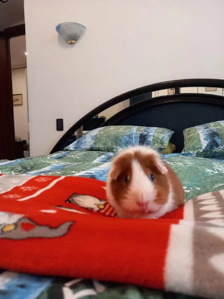 cerco porcellino d’india femmina