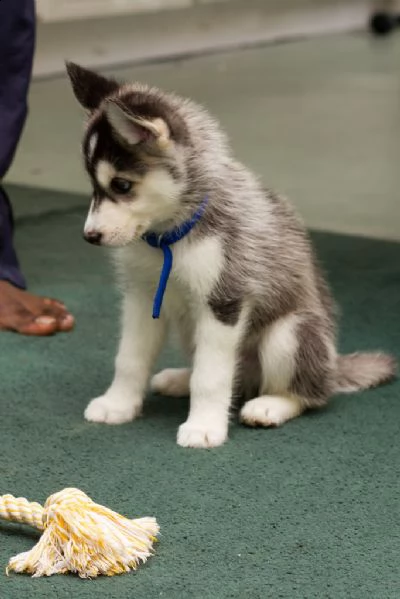 cuccioli siberian husky