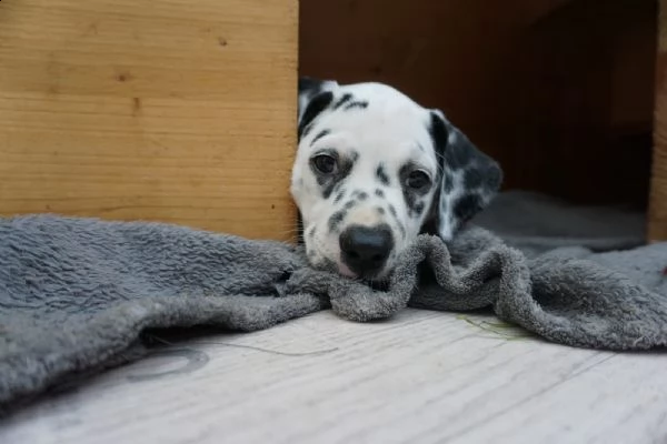 bellissimi cuccioli di dalmata | Foto 0