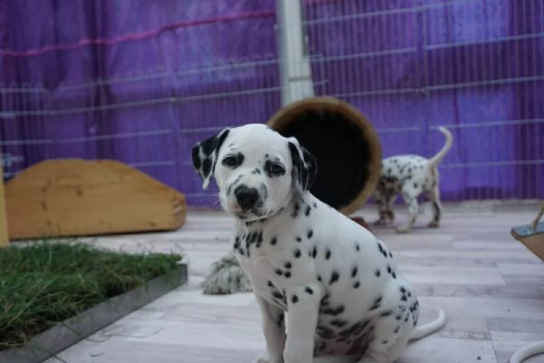bellissimi cuccioli di dalmata