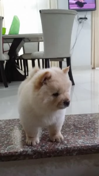 bellissimi cuccioli di chow chow | Foto 0