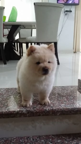 bellissimi cuccioli di chow chow