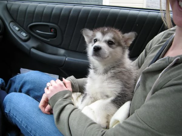 cuccioli di alaskan malamute 