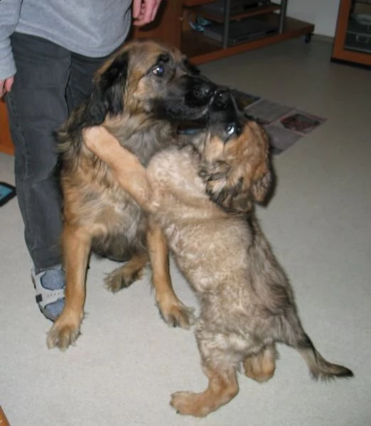 disponibili cuccioli di leonberger | Foto 0