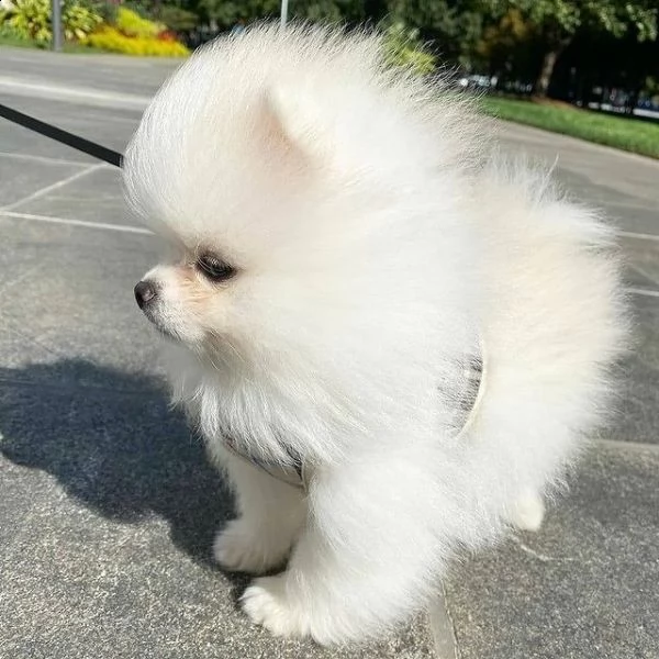 simpatici e adorabili pomerania 393509706299