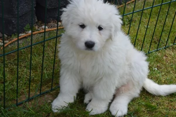 cuccioli di pastore maremmano abruzzese