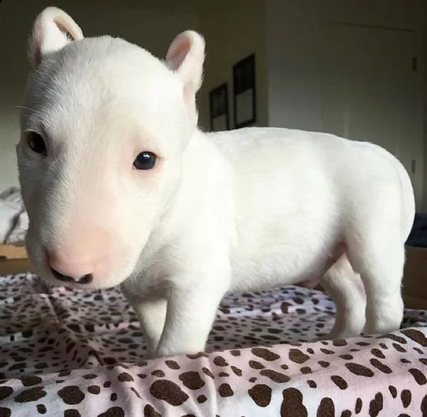 vendo cuccioli di bull terrier