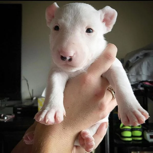 affascinanti cuccioli di toro terrier