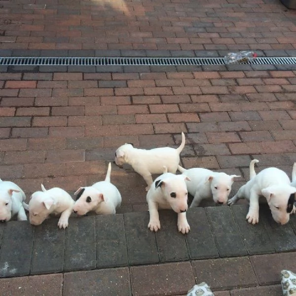 bellissimi bull terrier maschio e femmina disponibili