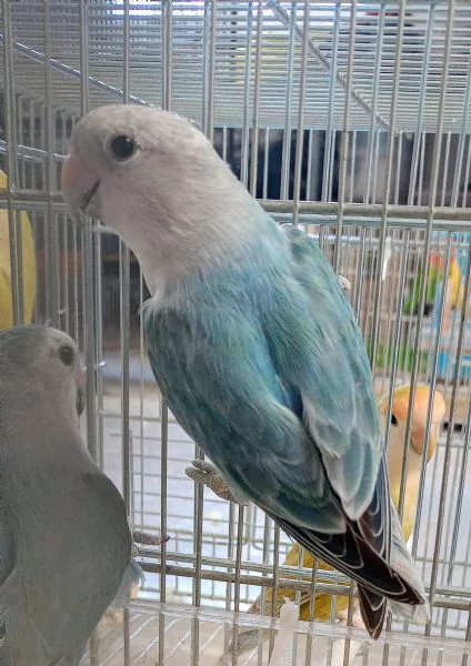 Inseparabile roseicollis femmina  | Foto 0