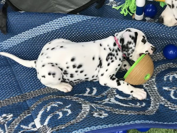 cuccioli di dalmata