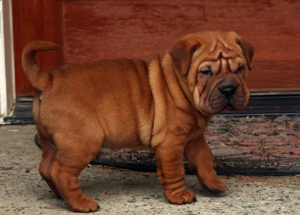 cuccioli di sharpei 