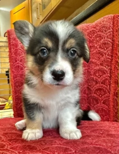 cuccioli welsh corgi pembroke