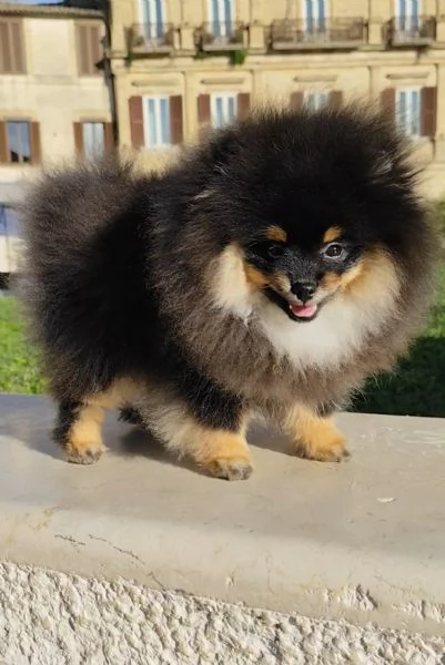 Spitz di Pomerania pedigree prestigioso  | Foto 2