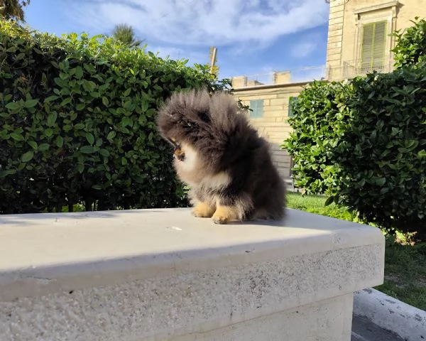 Spitz di Pomerania pedigree prestigioso  | Foto 1