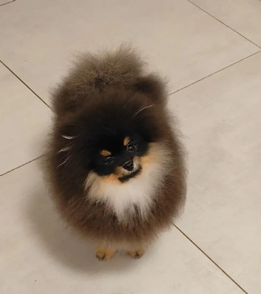 Spitz di Pomerania pedigree prestigioso  | Foto 0