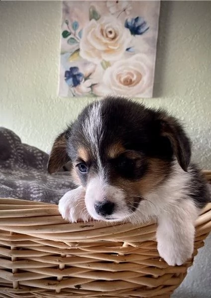 bellissimi cuccioli di welsh pembroke corgi | Foto 2