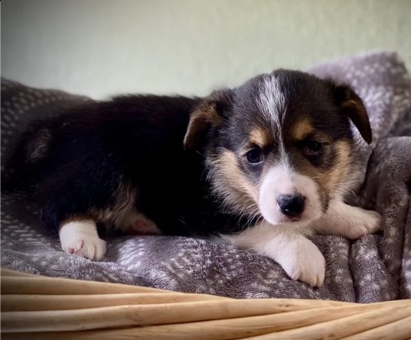 bellissimi cuccioli di welsh pembroke corgi | Foto 0