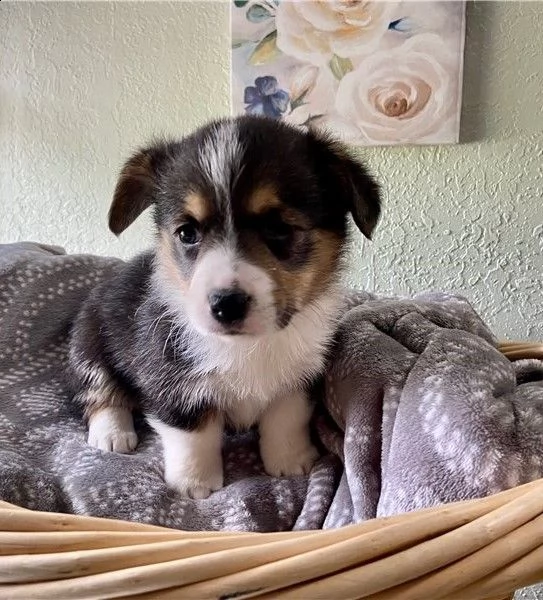 bellissimi cuccioli di welsh pembroke corgi