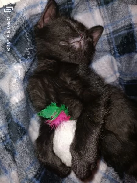 stupendo gattino nero in adozione