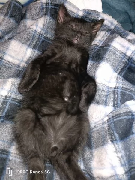stupendo gattino nero in adozione | Foto 3