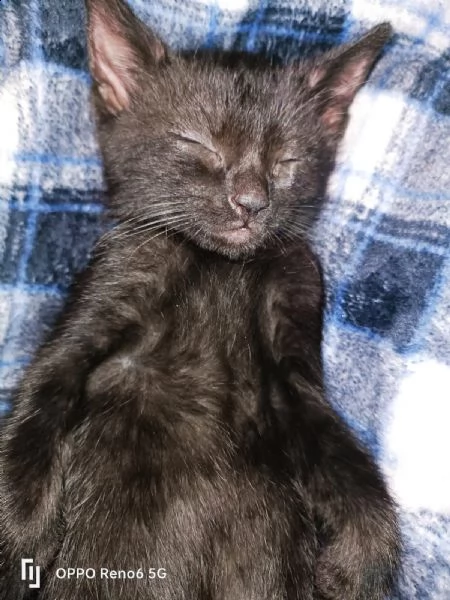 stupendo gattino nero in adozione | Foto 2