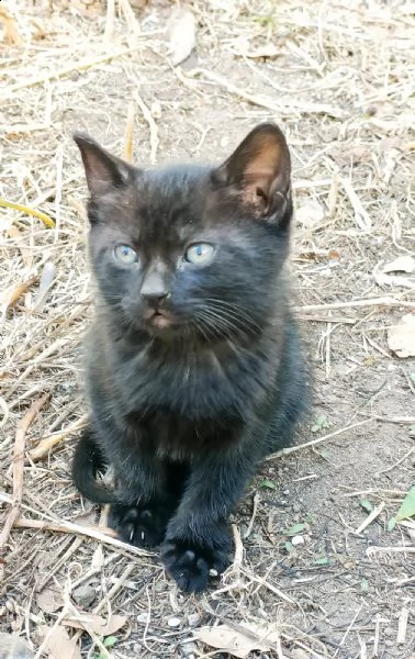 stupendo gattino nero in adozione | Foto 1