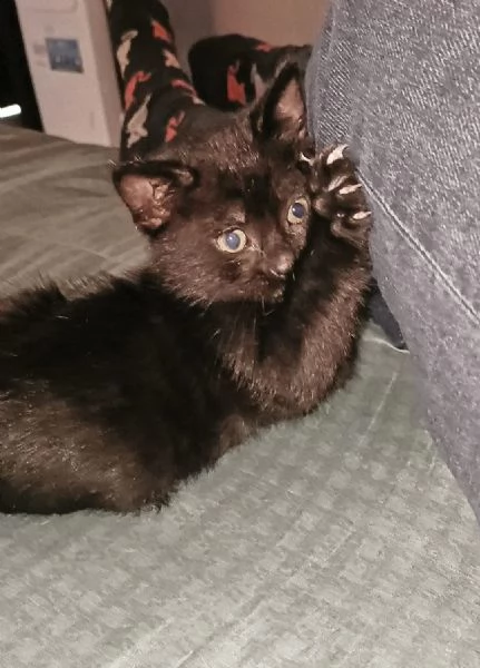 stupendo gattino nero in adozione | Foto 0