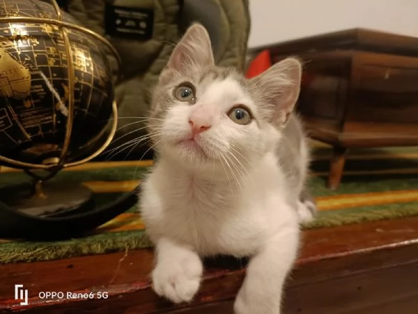 Stupendo gattino