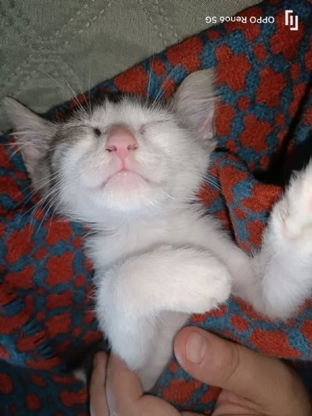 Stupendo gattino | Foto 0