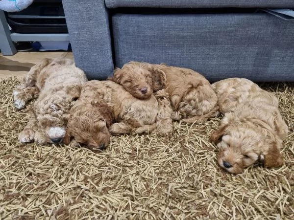 4 splendidi cuccioli di cockapoo | Foto 1