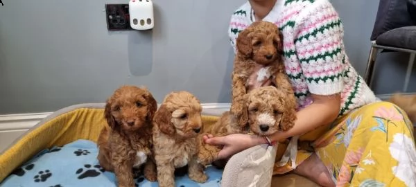 4 splendidi cuccioli di cockapoo | Foto 0