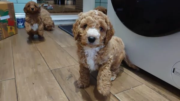 4 splendidi cuccioli di cockapoo