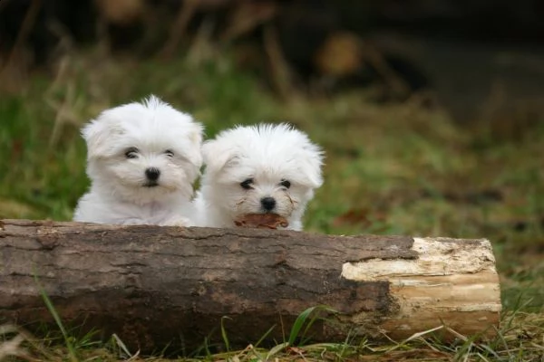 cuccioli di maltese mini toy | Foto 1