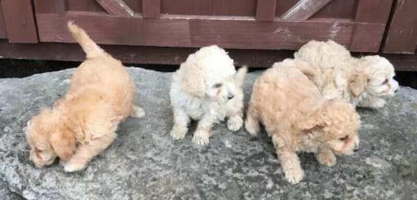 adorabili cuccioli di barboncino giocattolo