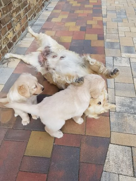 cuccioli di golden retriever con pedigree