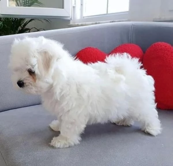 regalo  maltese mini toy | Foto 0