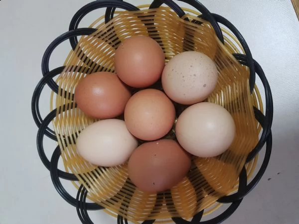 uova di gallina allevate a terra