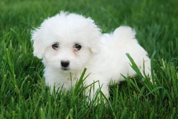 cerco cucciolo maschio di barboncino o maltese bianco | Foto 0