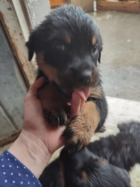 disponibili cuccioli di rottweiler  | Foto 1