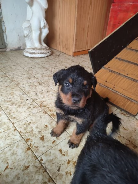 disponibili cuccioli di rottweiler  | Foto 0