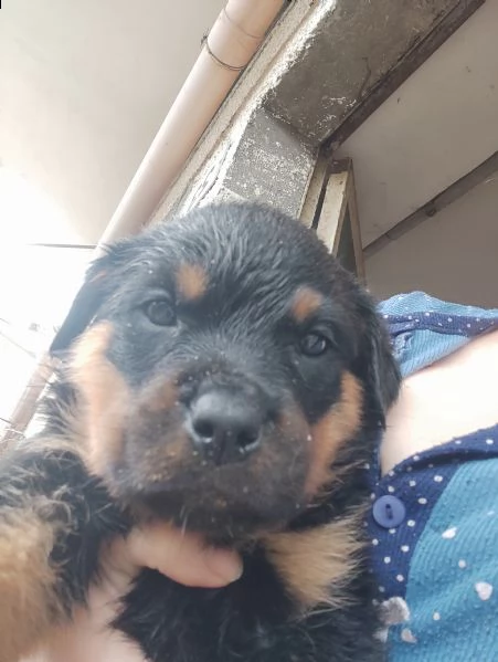 disponibili cuccioli di rottweiler 