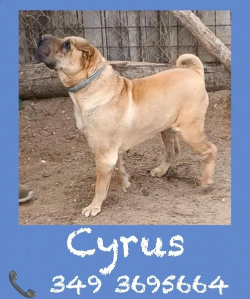 cyrus shar pei 6 anni | Foto 4