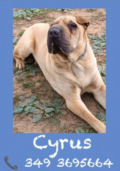 cyrus shar pei 6 anni | Foto 0